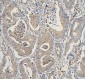 Anti-COPE Antibody Picoband™ (monoclonal, 9B6)